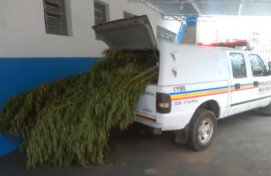 Sul de Minas: polícia descobre plantação de maconha em sítio