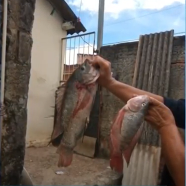 Peixes para tira-gosto: homem é preso depois de pescar em parque de Varginha