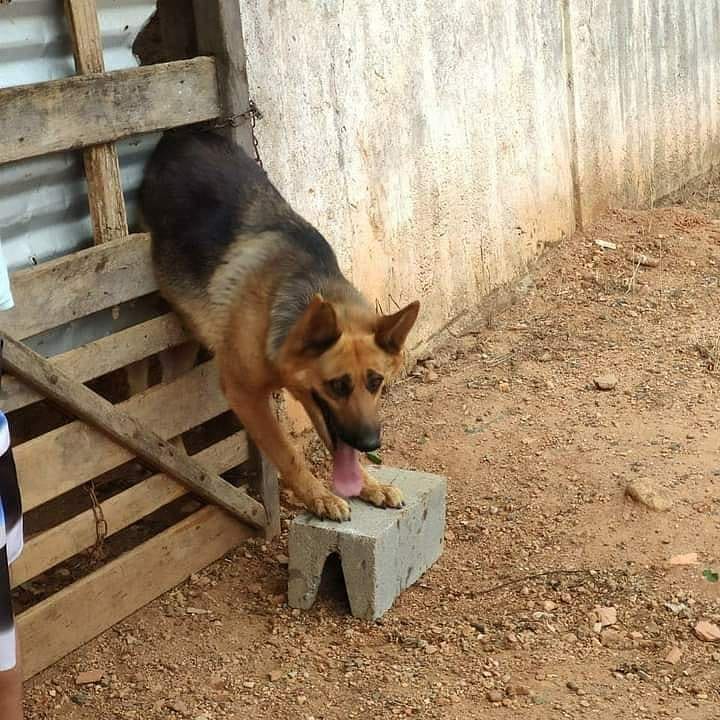 Em Guaxupé: bombeiros resgatam cachorro preso em portão
