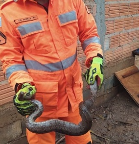 Montes Claros: jiboia é capturada em galinheiro