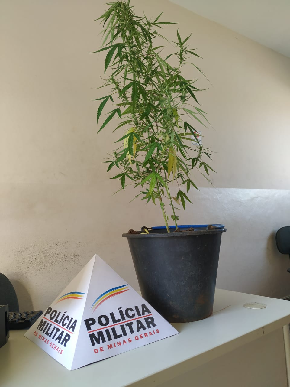 Três Pontas: pés de maconha são apreendidos durante ocorrência de violência doméstica