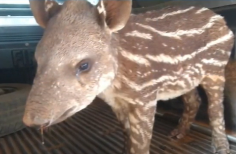 Unaí: anta é resgatada ferida em fazenda no Noroeste de Minas