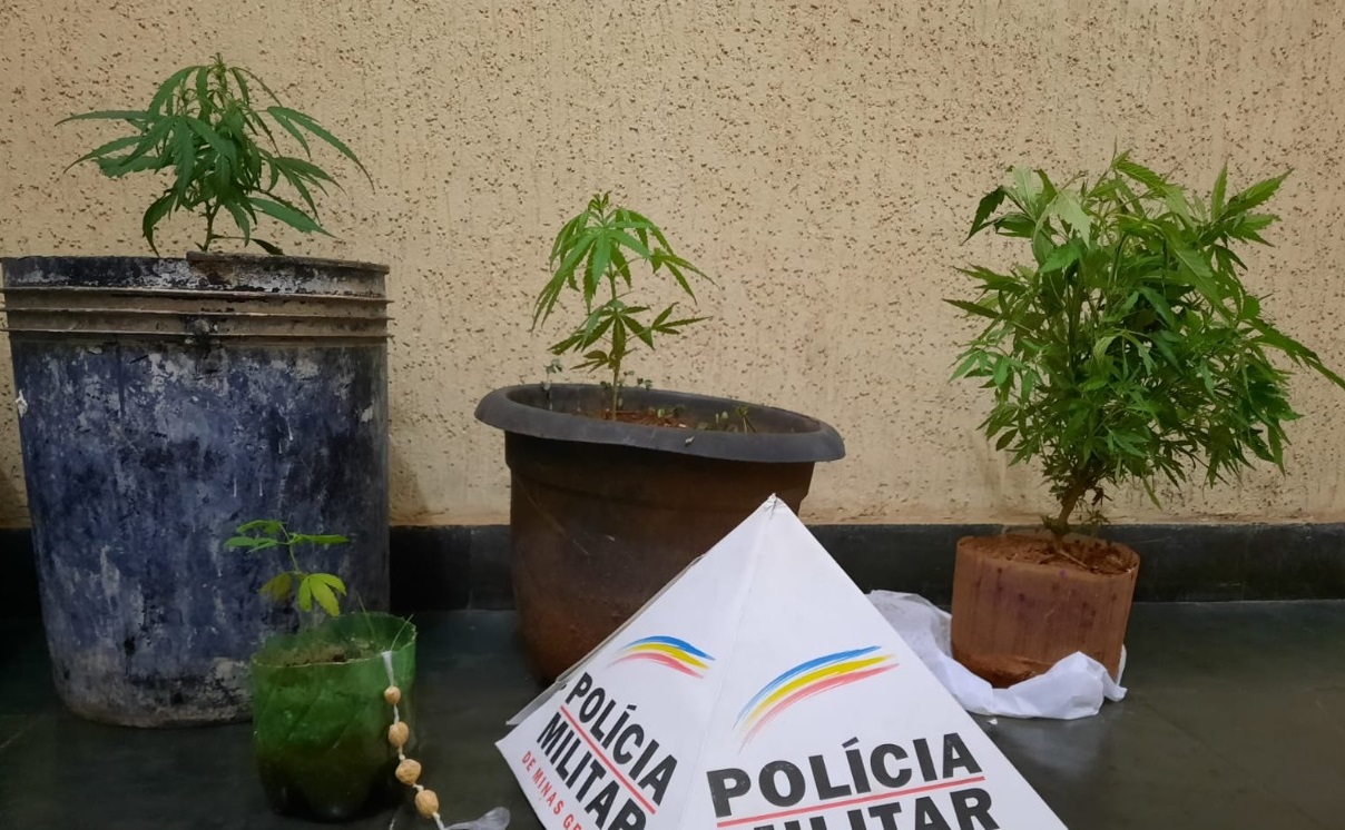 Carmo da Cachoeira: polícia apreende pés de maconha em casa