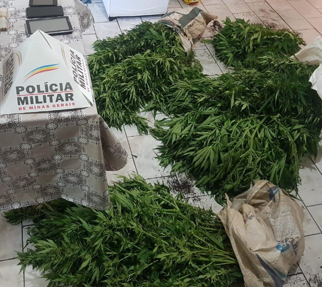 Mais de 300 pés de maconha são apreendidos em estufa em São Tomé das Letras