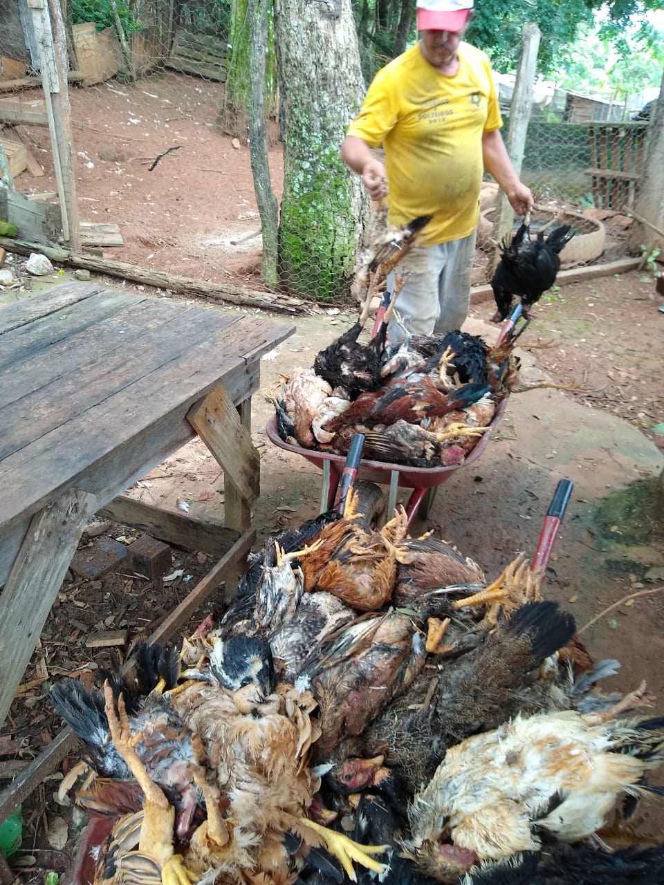 SUSPEITA DE ATAQUE DE ONÇA: GALINHAS SÃO ATACADAS NA ZONA RURAL DE IJACI