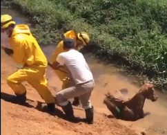 Cavalo é resgatado após ficar atolado em brejo em Poços de Caldas