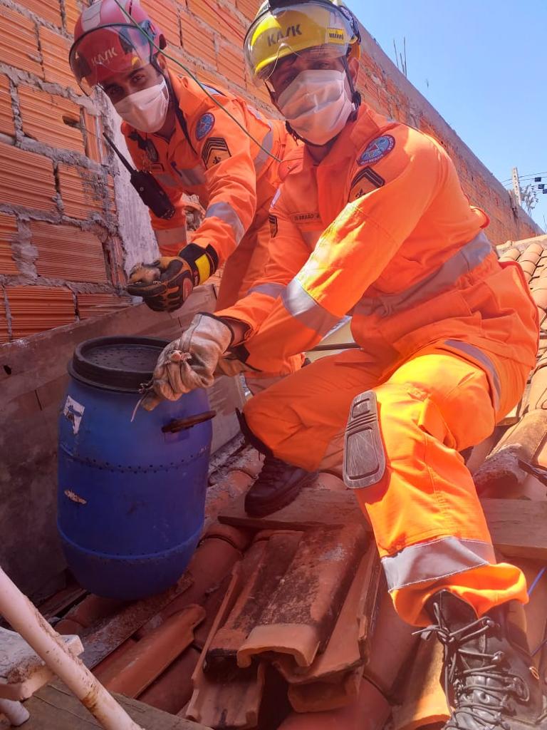 Montes Claros: família de saruê é resgatada pelos bombeiros