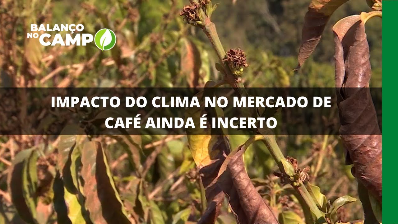 IMPACTO DO CLIMIMPACTO DO CLIMA NO MERCADO DE CAFÉ AINDA É INCERTO