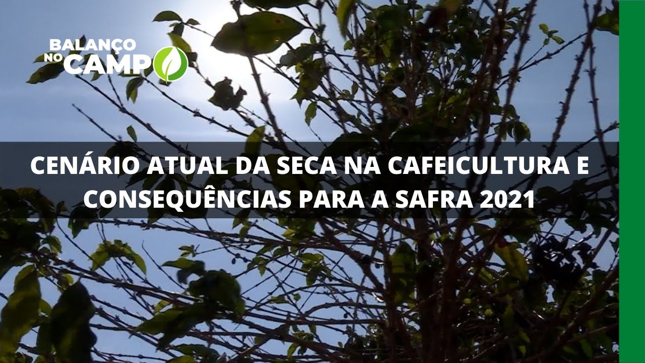 CENÁRIO ATUAL DA SECA NA CAFEICULTURA E CONSEQUÊNCIAS PARA A SAFRA 2021