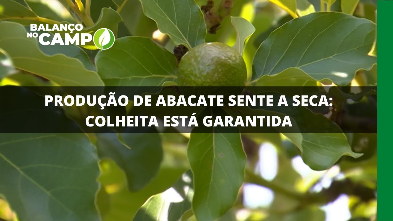 PRODUÇÃO DE ABACATE SENTE A SECA: COLHEITA ESTÁ GARANTIDA