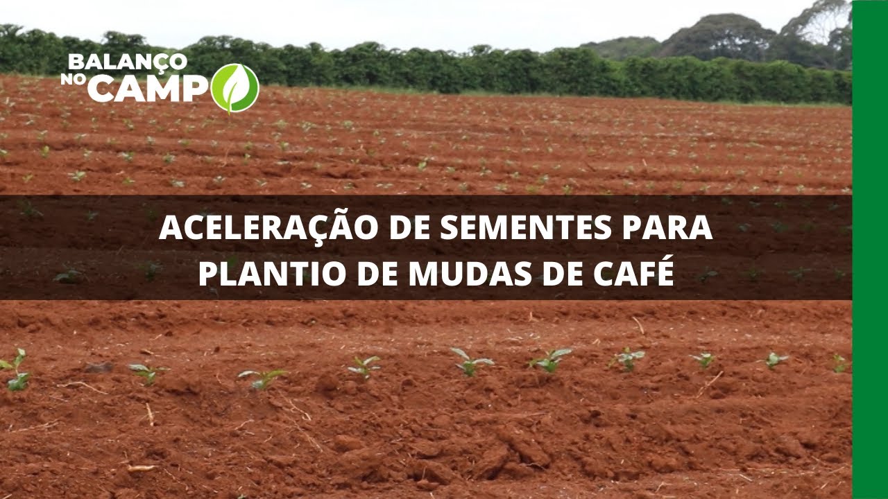 ACELERAÇÃO DE SEMENTES PARA PLANTIO DE MUDAS DE CAFÉ