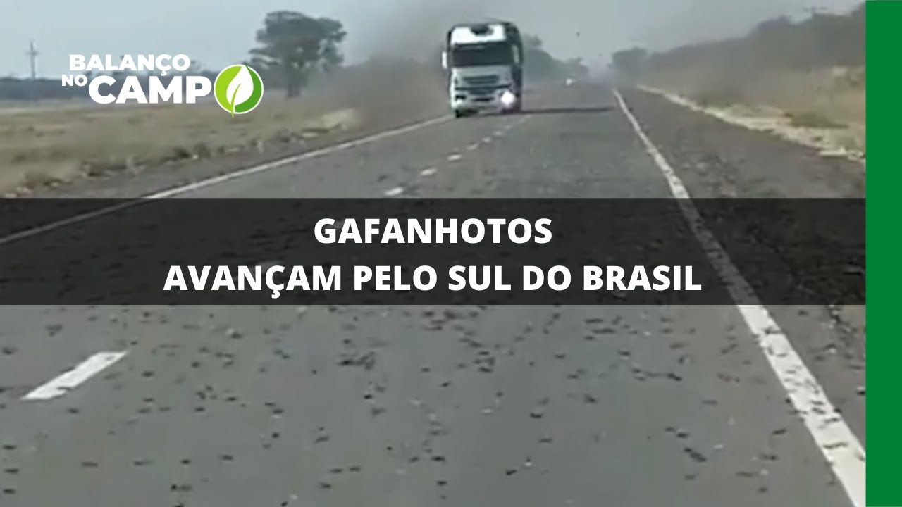 GAFANHOTOS AVANÇAM PELO SUL DO BRASIL