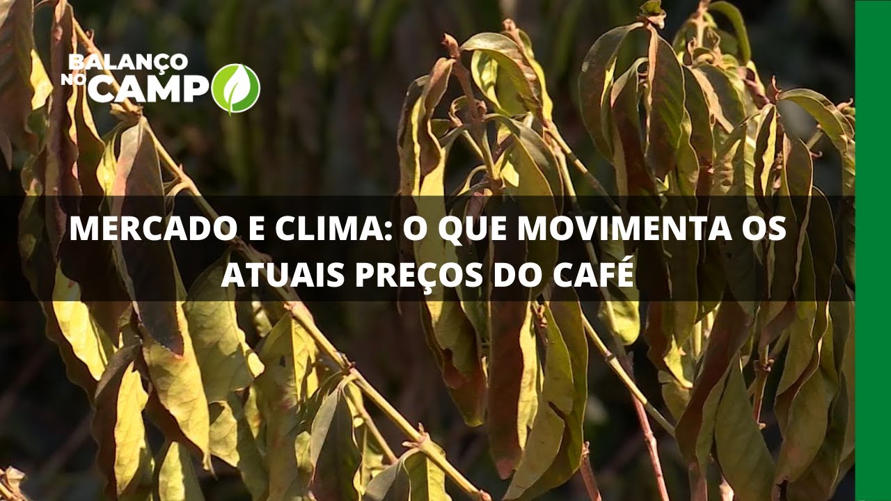 MERCADO E CLIMA: O QUE MOVIMENTA OS ATUAIS PREÇOS DO CAFÉ