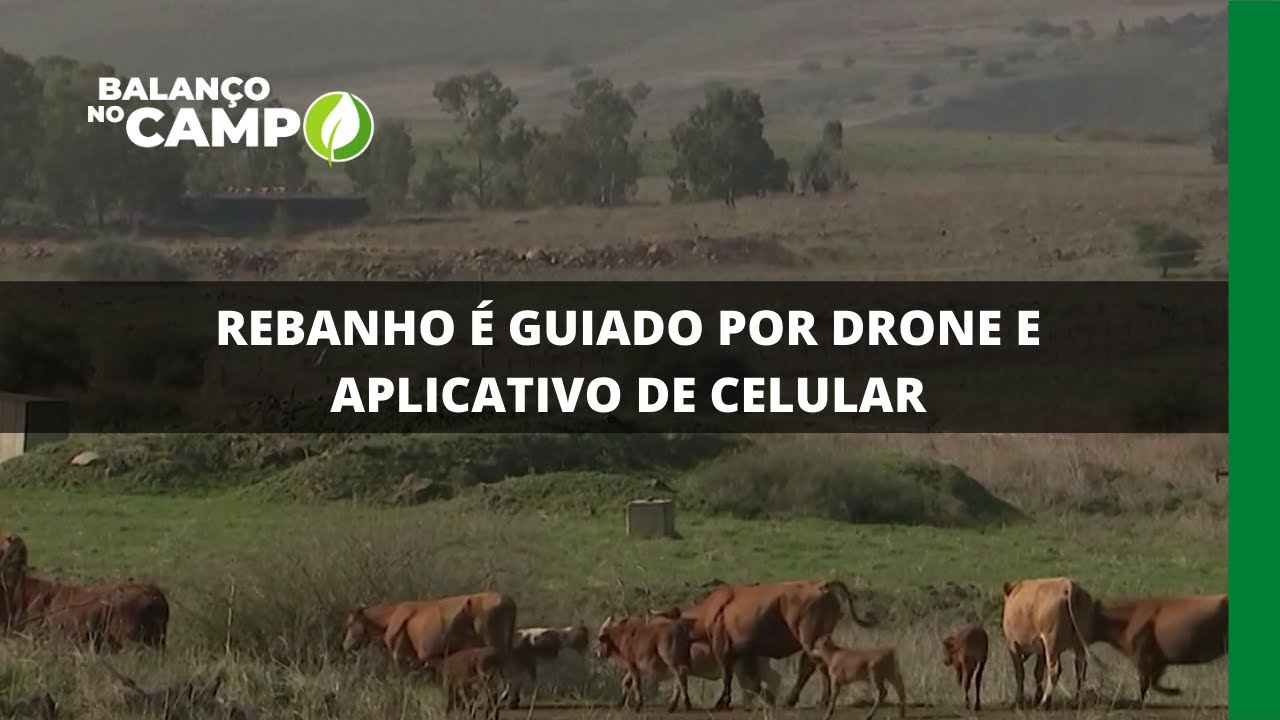 REBANHO É GUIADO POR DRONE E APLICATIVO DE CELULAR