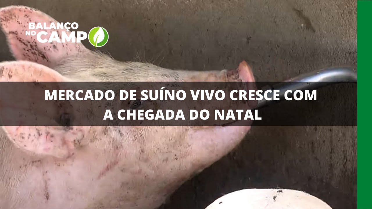 MERCADO DE SUÍNO VIVO CRESCE COM A CHEGADA DO NATAL