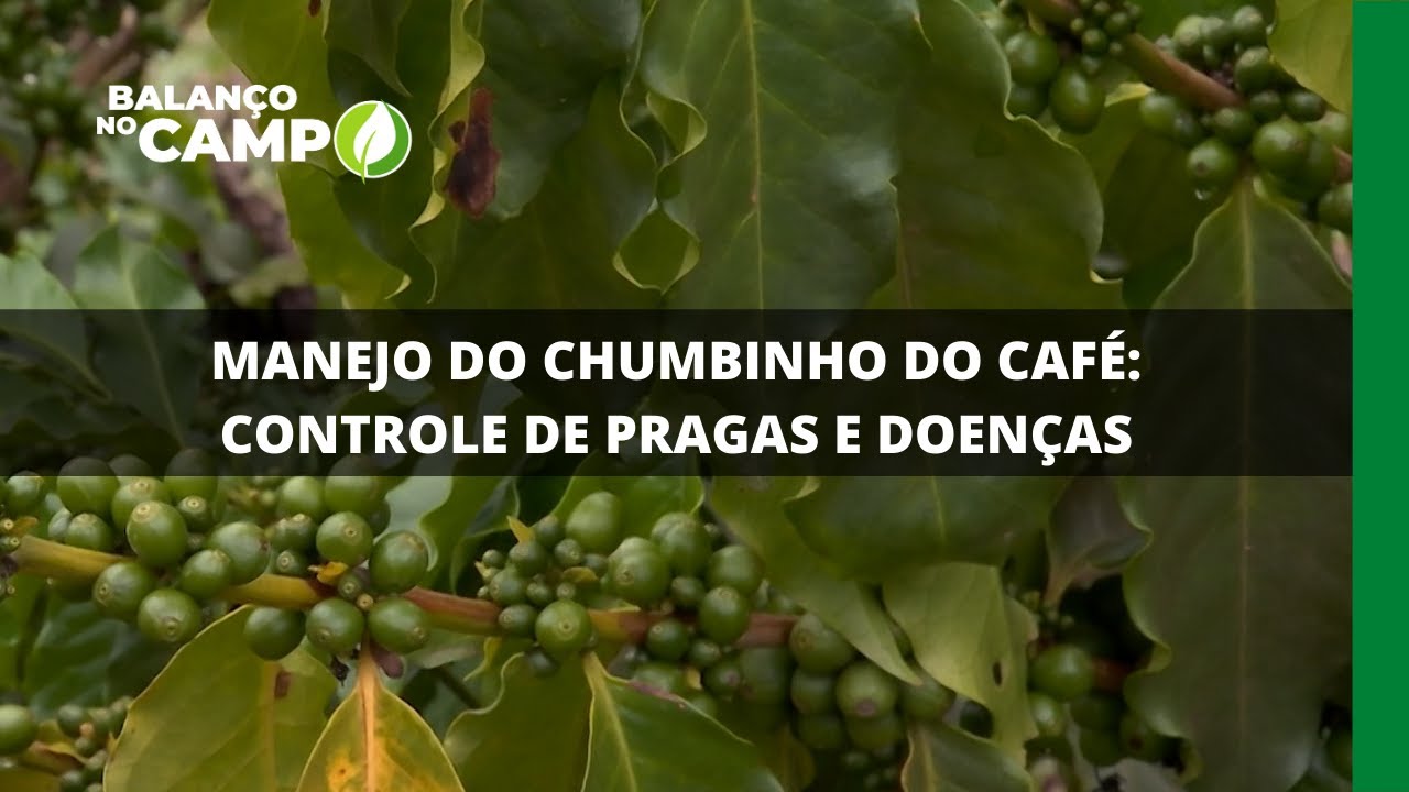 MANEJO DO CHUMBINHO DO CAFÉ: CONTROLE DE PRAGAS E DOENÇAS