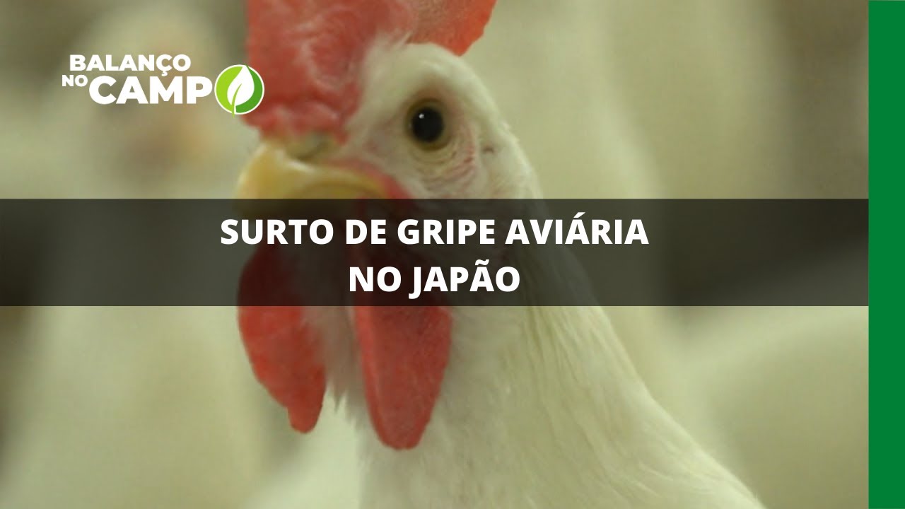 SURTO DE GRIPE AVIÁRIA NO JAPÃO