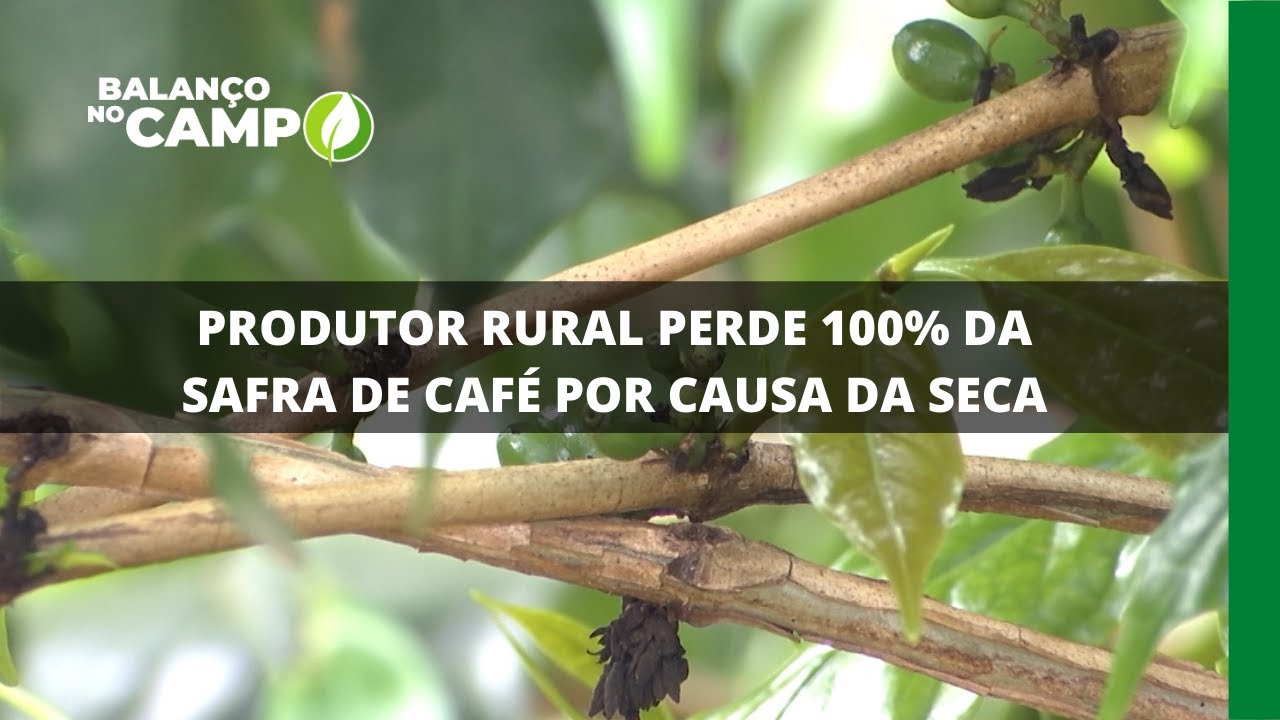 PRODUTOR RURAL PERDE 100% DA SAFRA DE CAFÉ POR CAUSA DA SECA