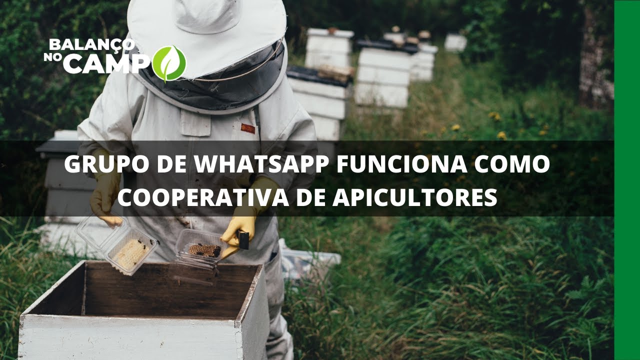 GRUPO DE WHATSAPP FUNCIONA COMO COOPERATIVA DE APICULTORES