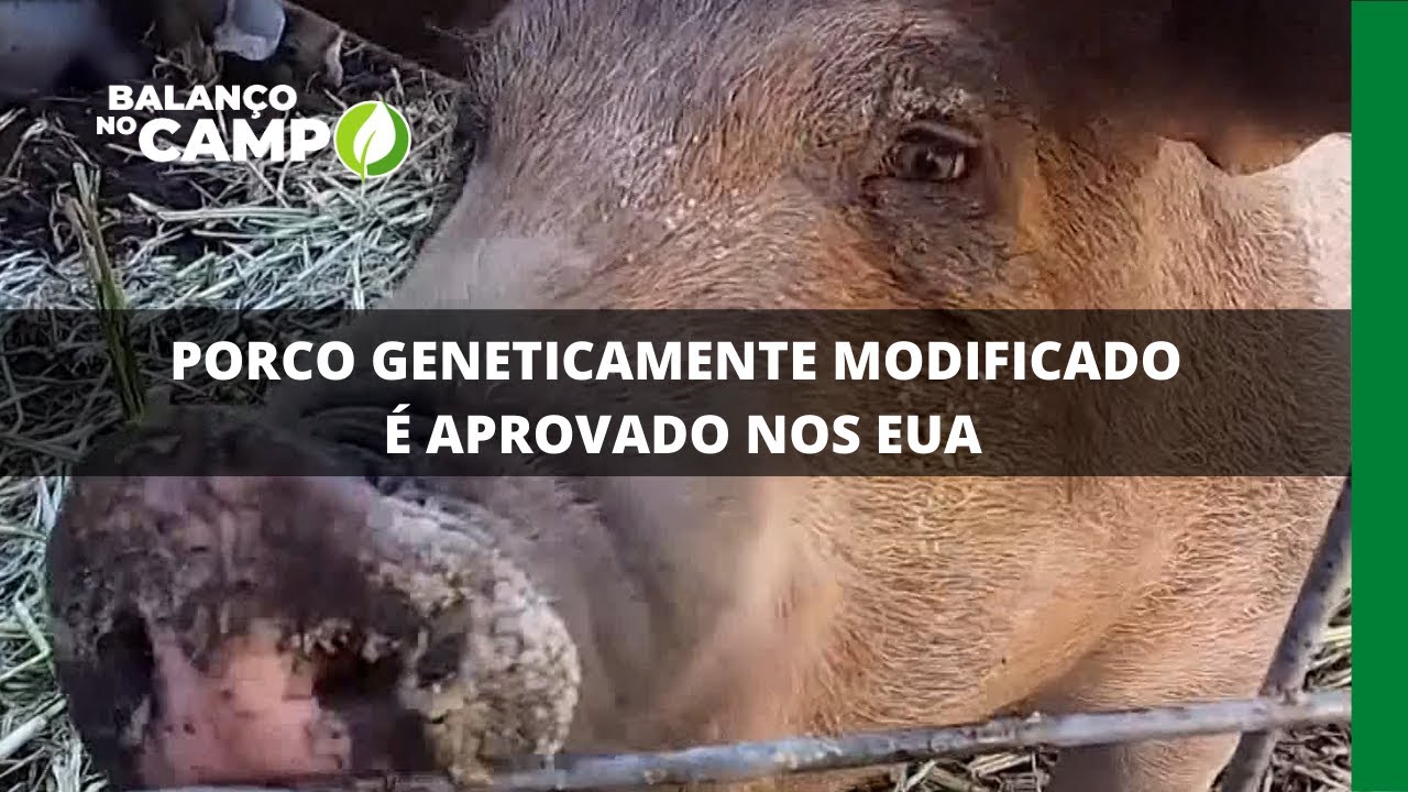 PORCO GENETICAMENTE MODIFICADO É APROVADO NOS EUA