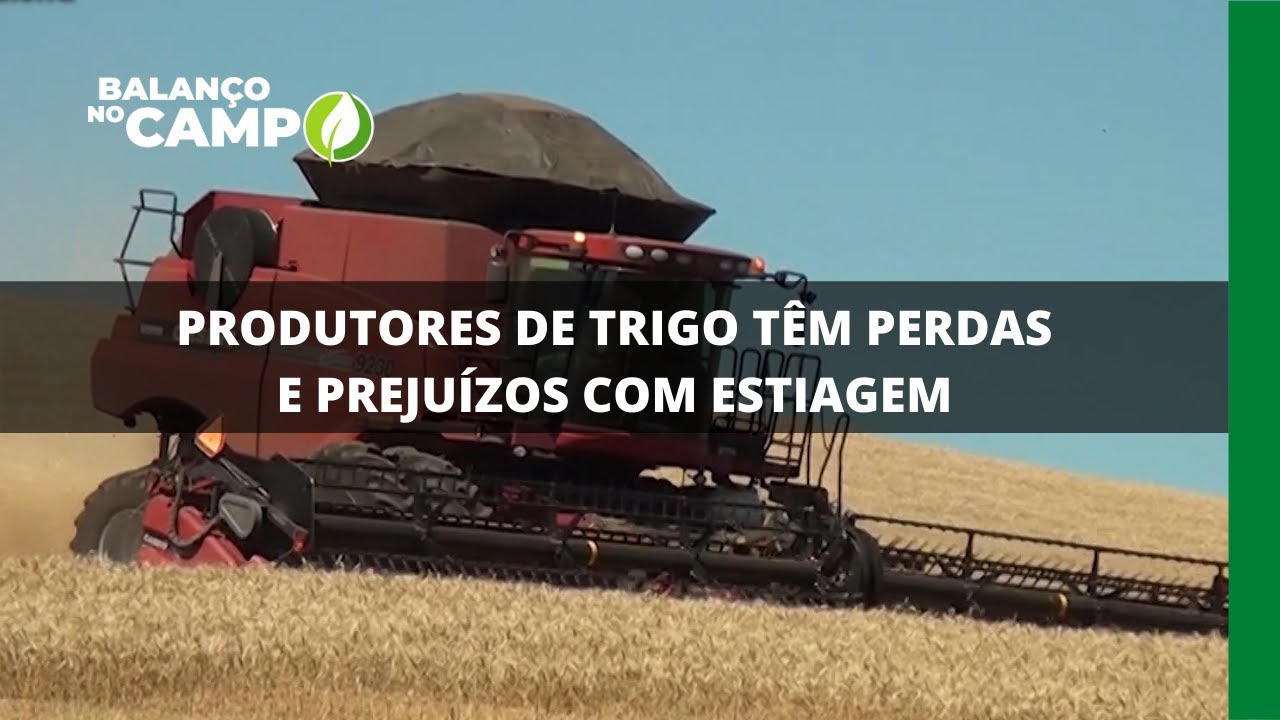 PRODUTORES DE TRIGO TÊM PERDAS E PREJUÍZOS COM ESTIAGEM