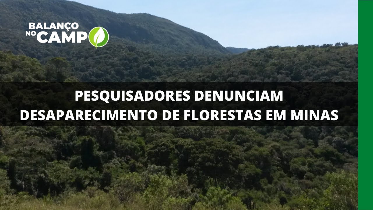 PESQUISADORES DENUNCIAM DESAPARECIMENTO DE FLORESTAS EM MINAS