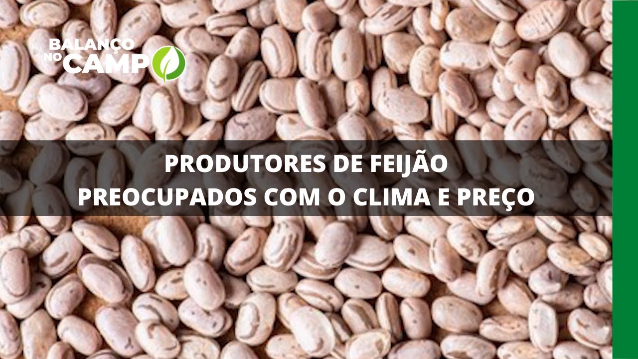 PRODUTORES DE FEIJÃO PREOCUPADOS COM O CLIMA E PREÇO