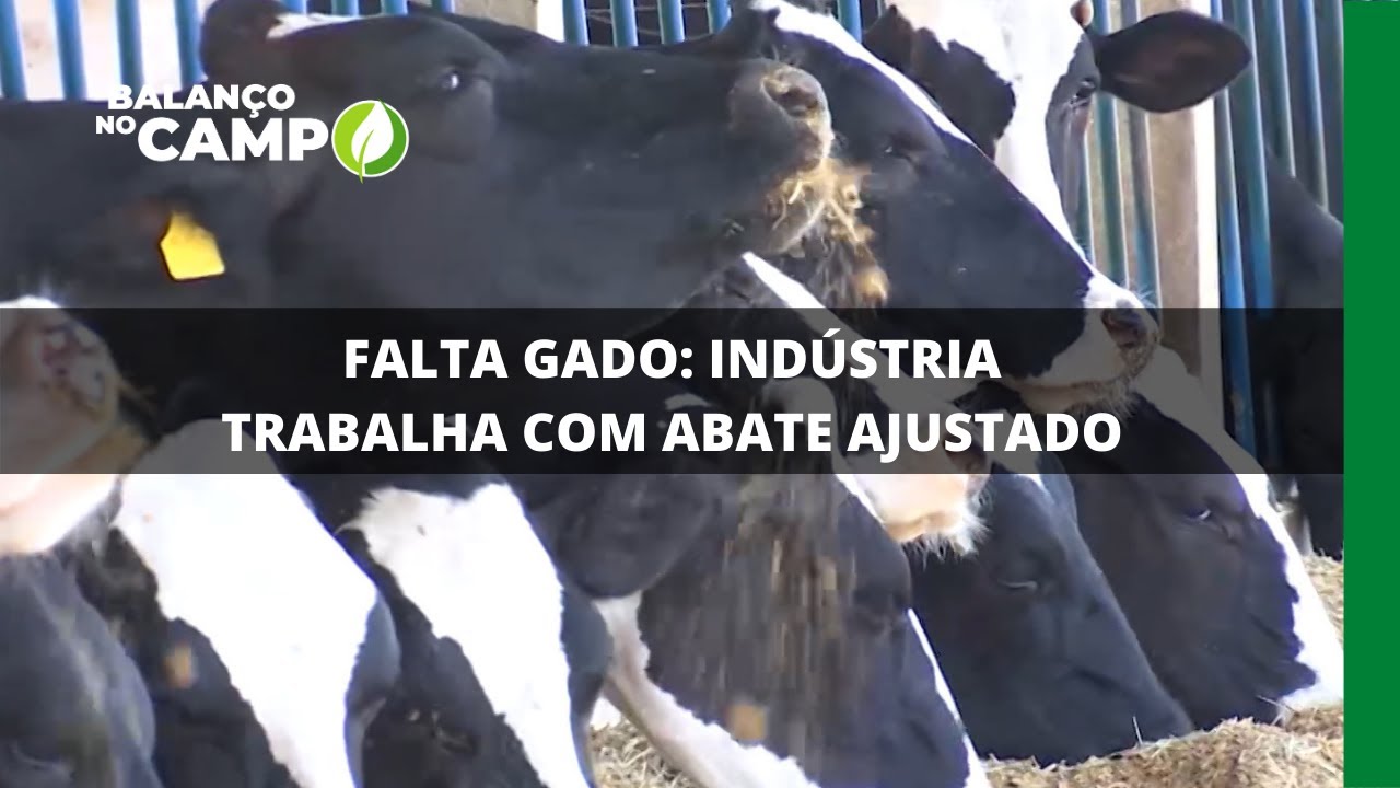 FALTA GADO: INDÚSTRIA TRABALHA COM ABATE AJUSTADO