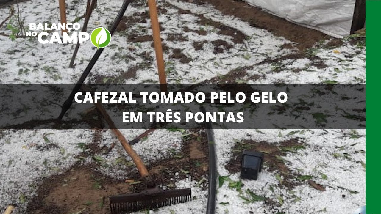 CAFEZAL TOMADO PELO GELO EM TRÊS PONTAS