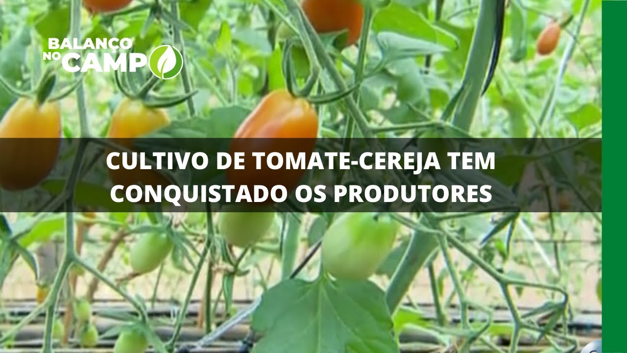 CULTIVO DE TOMATE-CEREJA TEM CONQUISTADO OS PRODUTORES