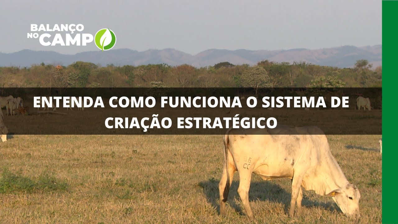 ENTENDA COMO FUNCIONA O SISTEMA DE CRIAÇÃO ESTRATÉGICO