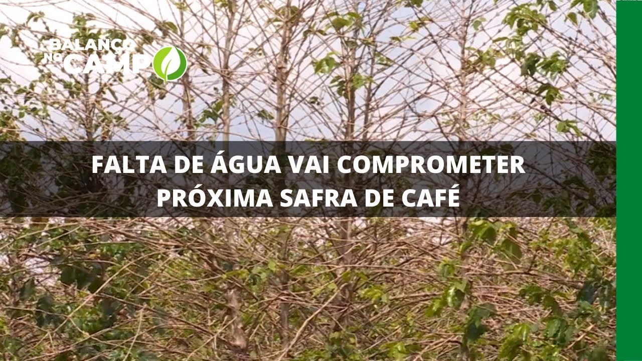FALTA DE ÁGUA VAI COMPROMETER PRÓXIMA SAFRA DE CAFÉ