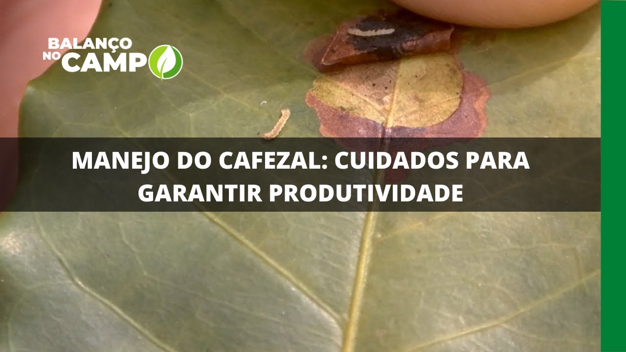 MANEJO DO CAFEZAL: CUIDADOS PARA GARANTIR PRODUTIVIDADE