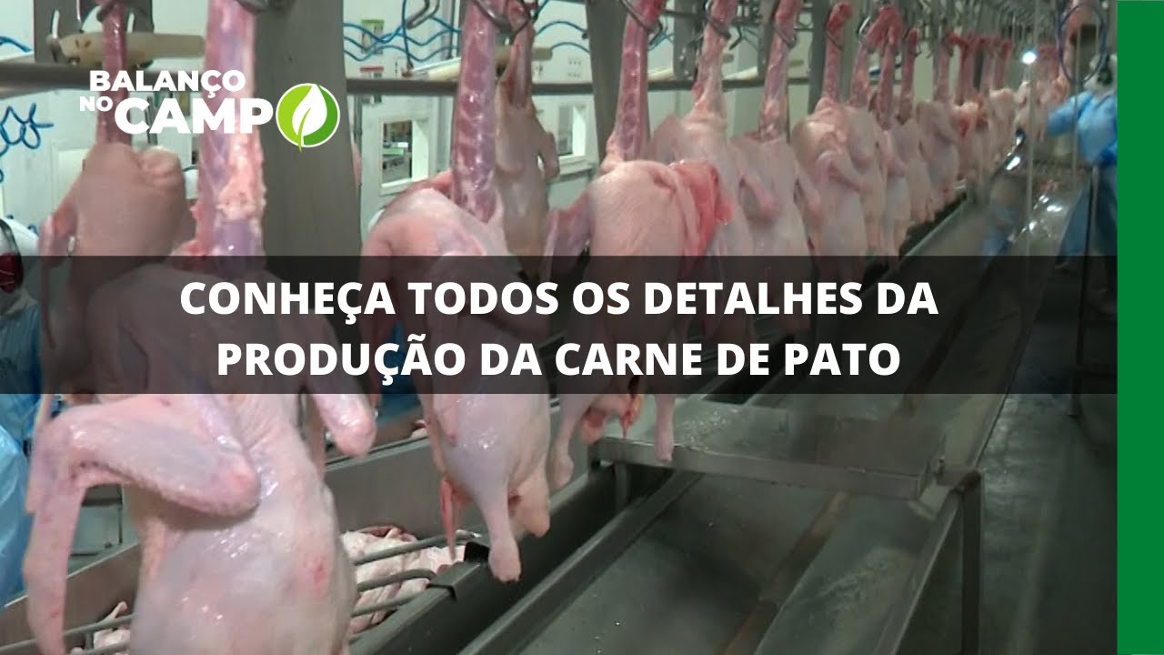 CONHEÇA TODOS OS DETALHES DA PRODUÇÃO DA CARNE DE PATO