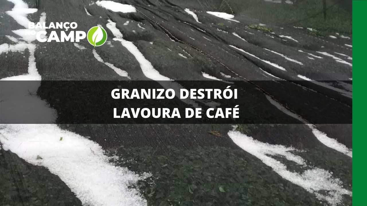 GRANIZO DESTRÓI LAVOURA DE CAFÉ