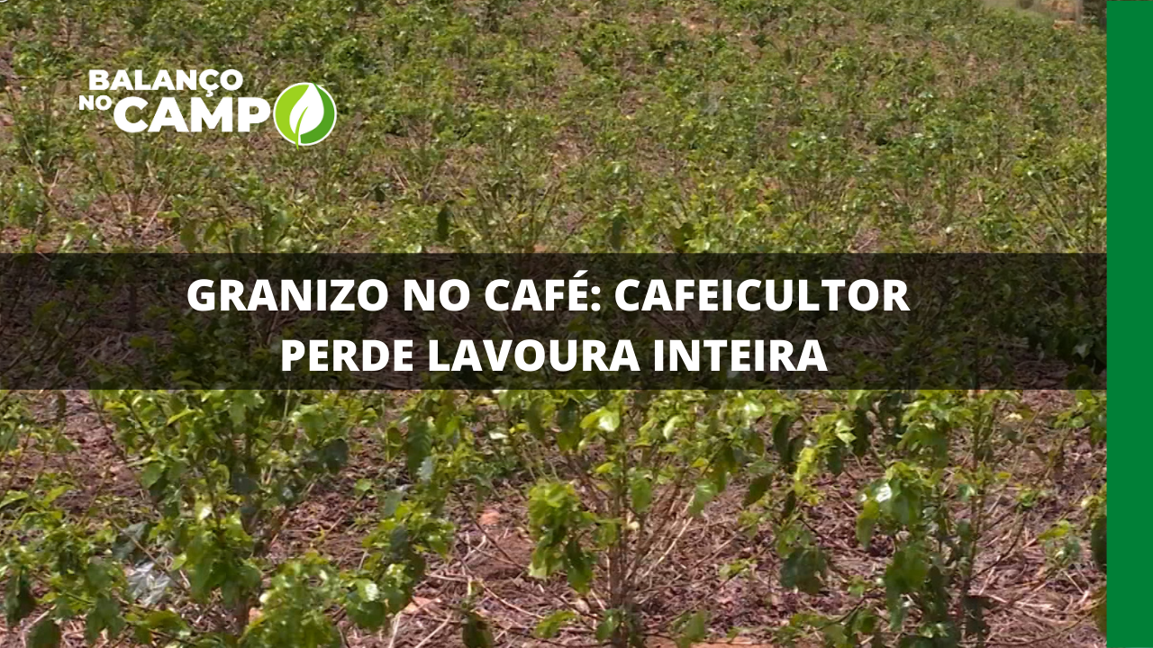 GRANIZO NO CAFÉ: CAFEICULTOR PERDE LAVOURA INTEIRA