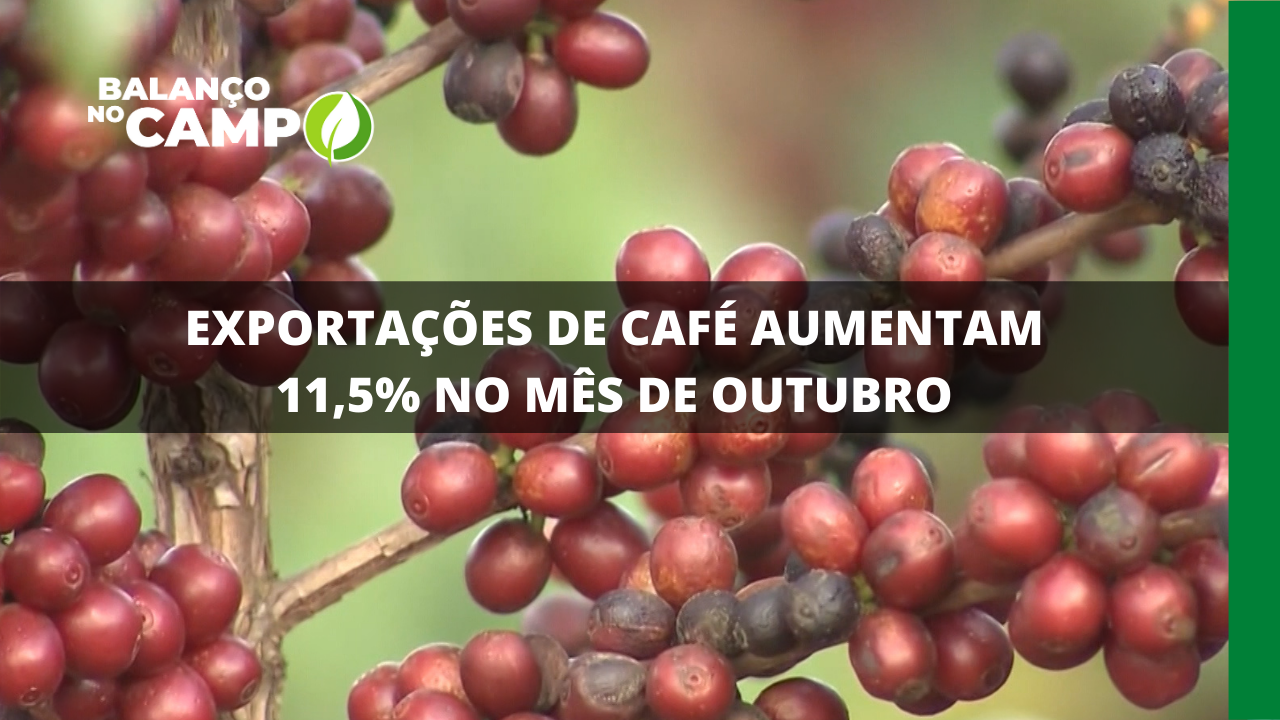 EXPORTAÇÕES DE CAFÉ AUMENTAM 11,5% NO MÊS DE OUTUBRO