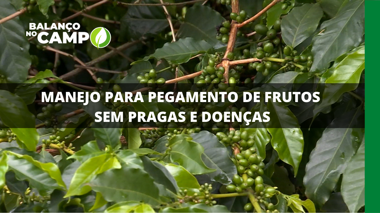 MANEJO PARA PEGAMENTO DE FRUTOS SEM PRAGAS E DOENÇAS