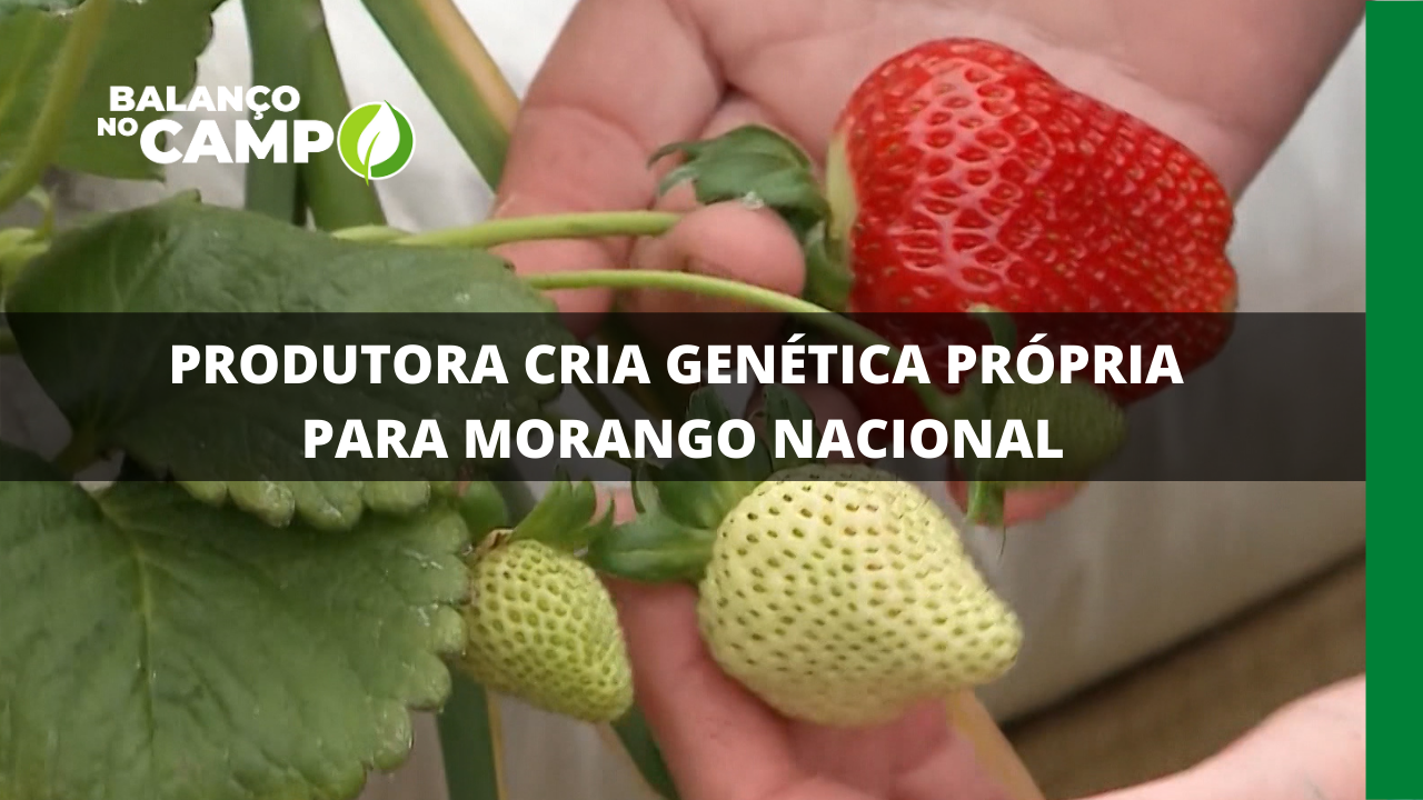 PRODUTORA CRIA GENÉTICA PRÓPRIA PARA MORANGO NACIONAL