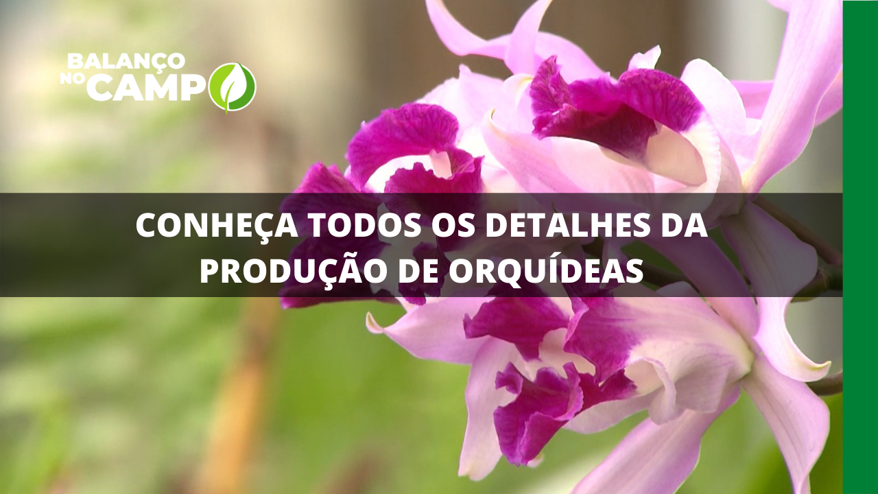 CONHEÇA TODOS OS DETALHES DA PRODUÇÃO DE ORQUÍDEAS