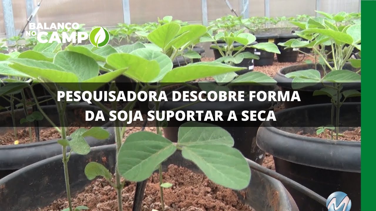 PESQUISADORA DESCOBRE FORMA DA SOJA SUPORTAR A SECA