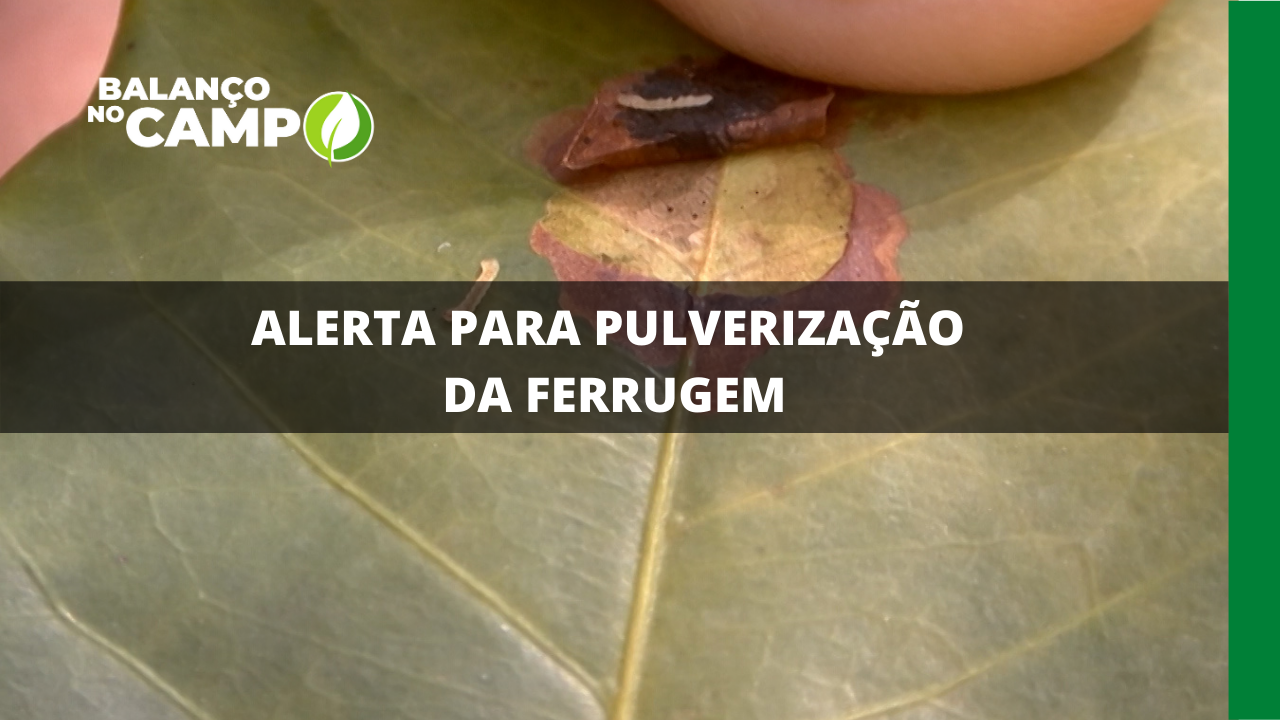 ALERTA PARA PULVERIZAÇÃO DA FERRUGEM