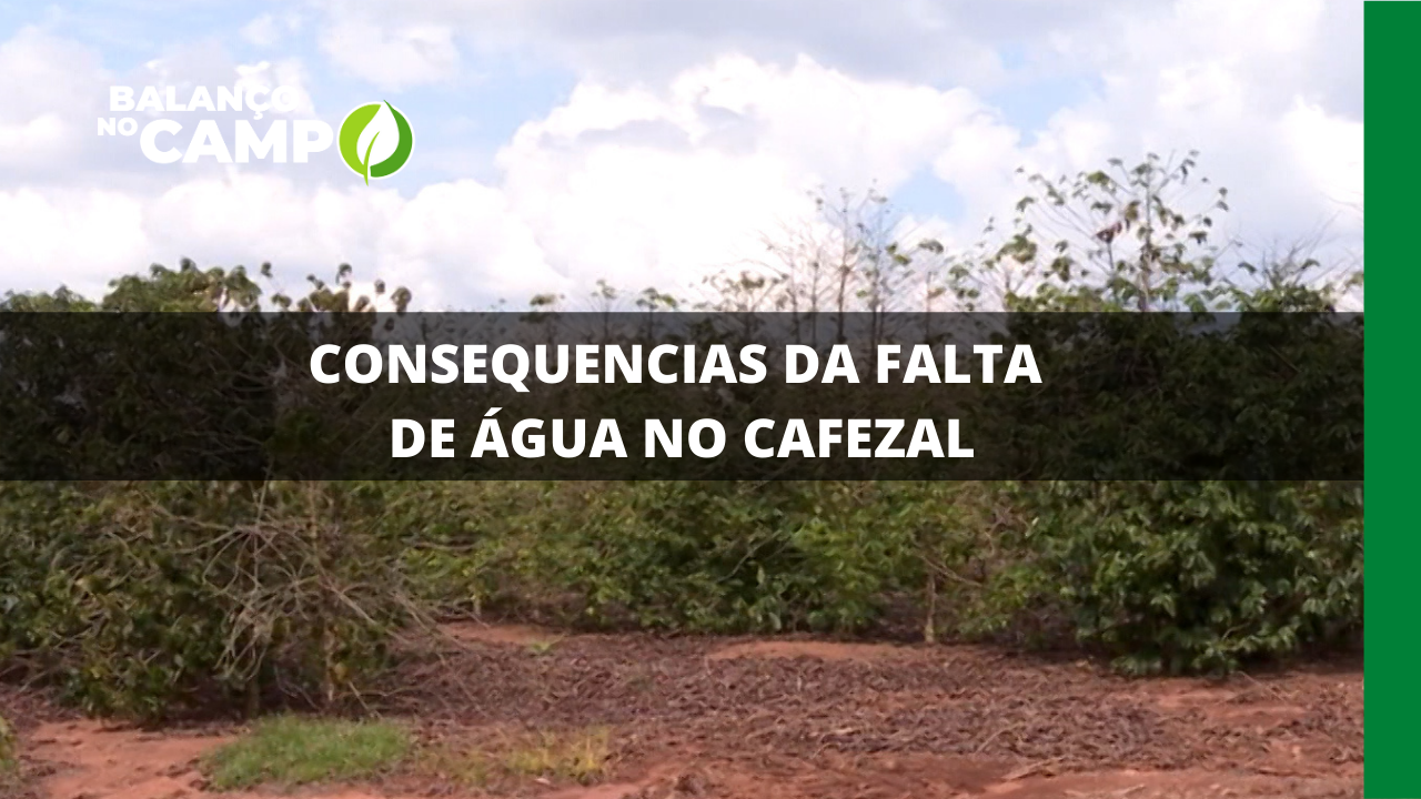 CONSEQUENCIAS DA FALTA DE ÁGUA NO CAFEZAL