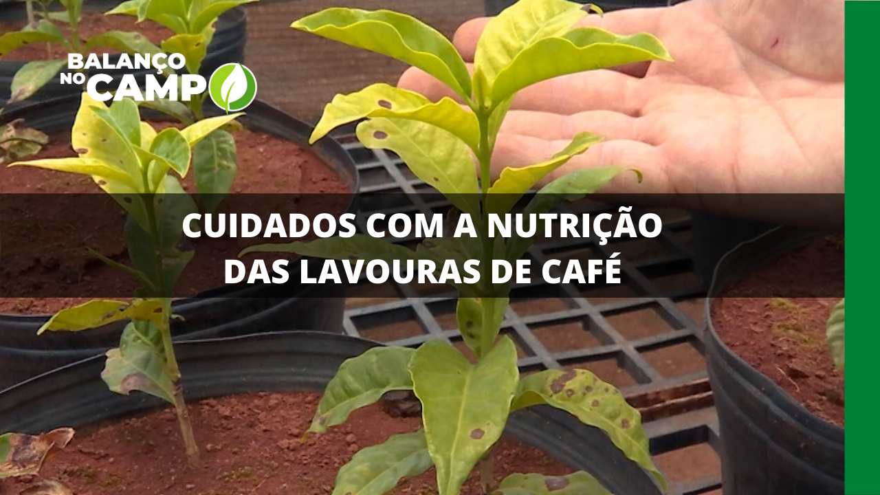 CUIDADOS COM A NUTRIÇÃO DAS LAVOURAS DE CAFÉ