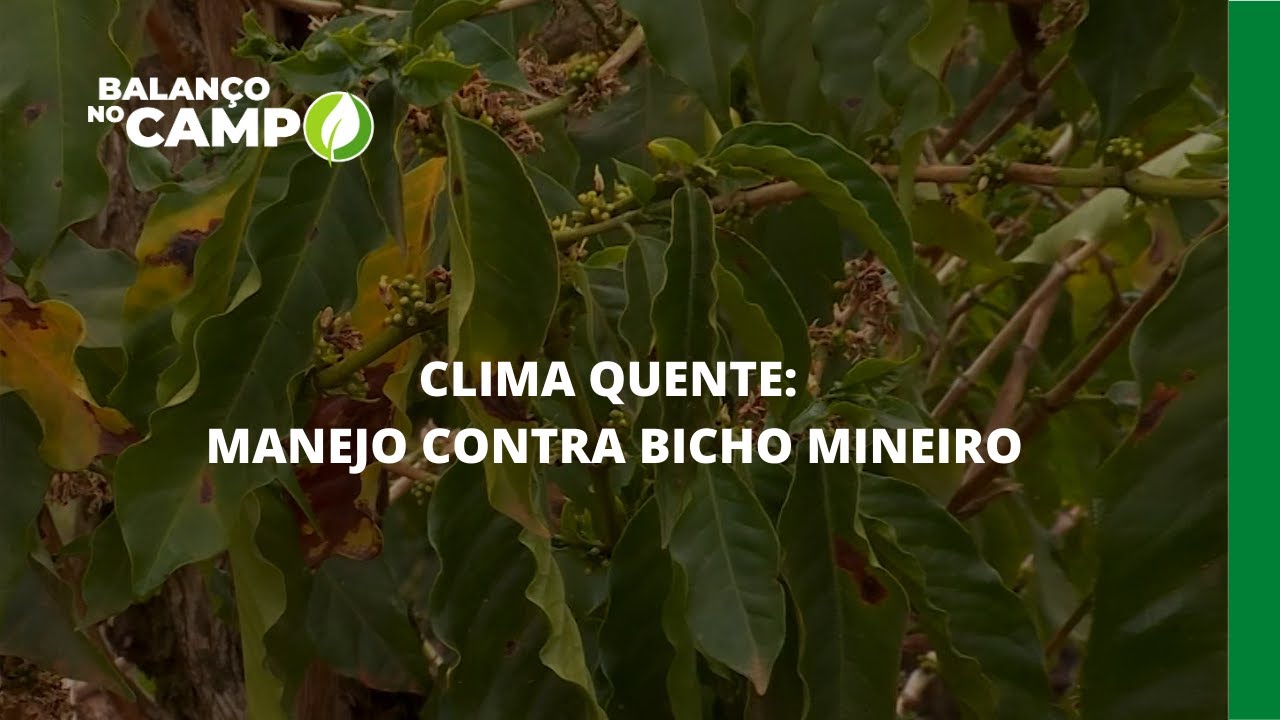 CLIMA QUENTE: MANEJO CONTRA BICHO MINEIRO