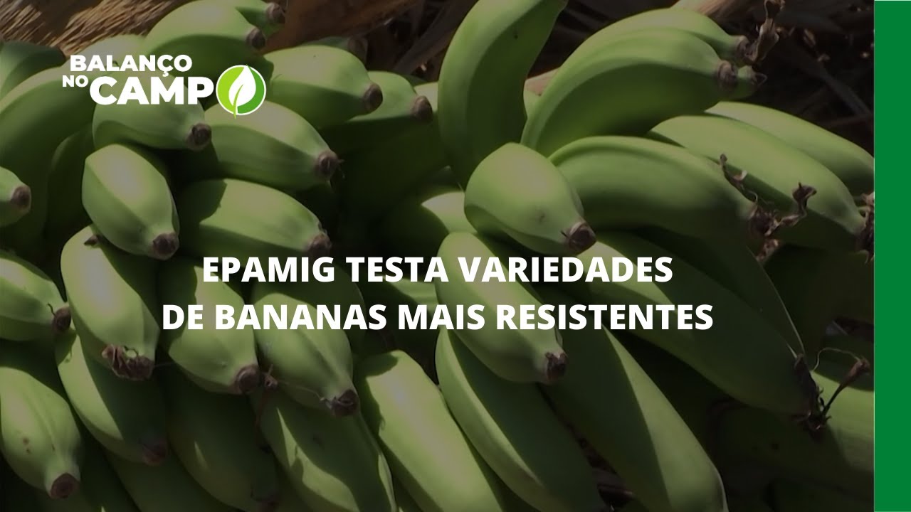 EPAMIG TESTA VARIEDADES DE BANANAS MAIS RESISTENTES