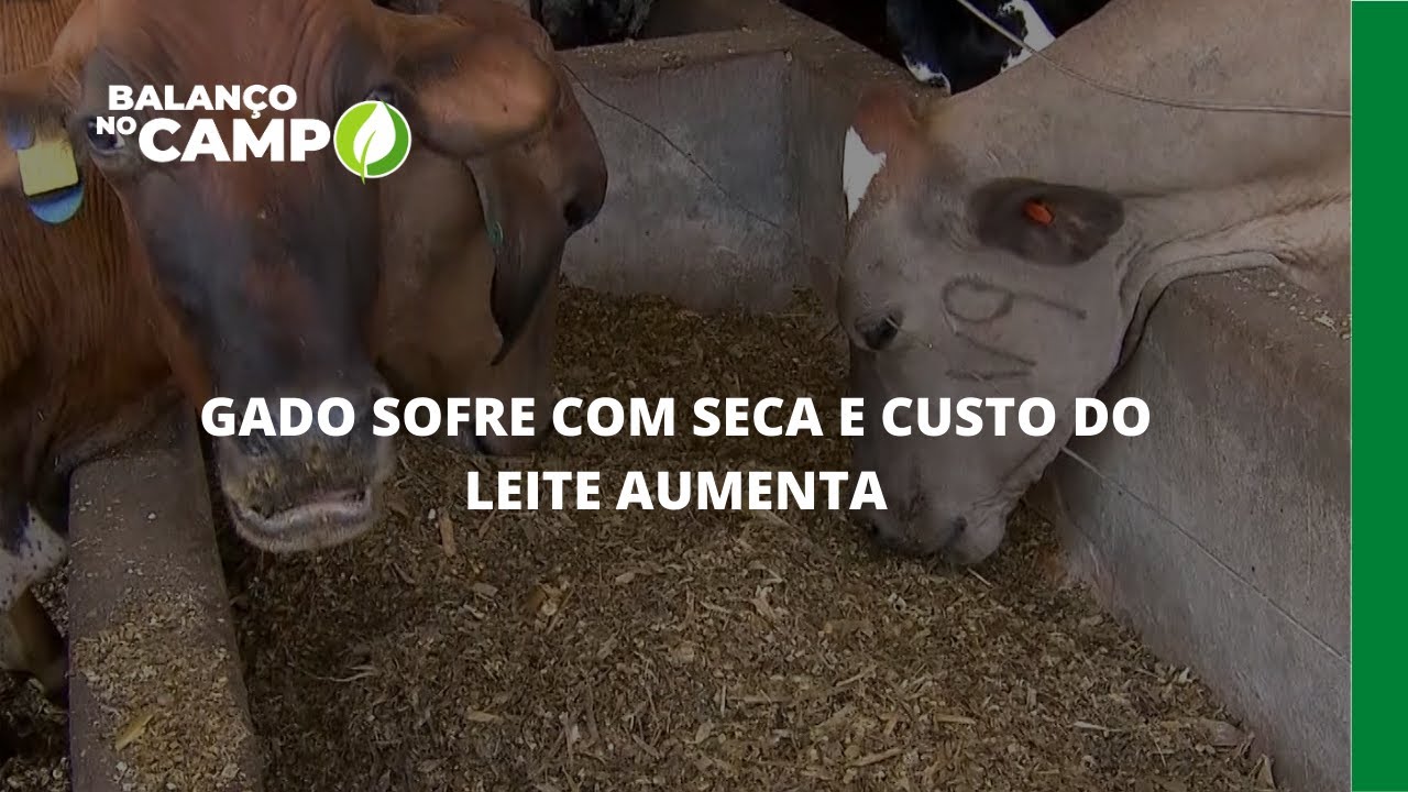 GADO SOFRE COM SECA E CUSTO DO LEITE AUMENTA