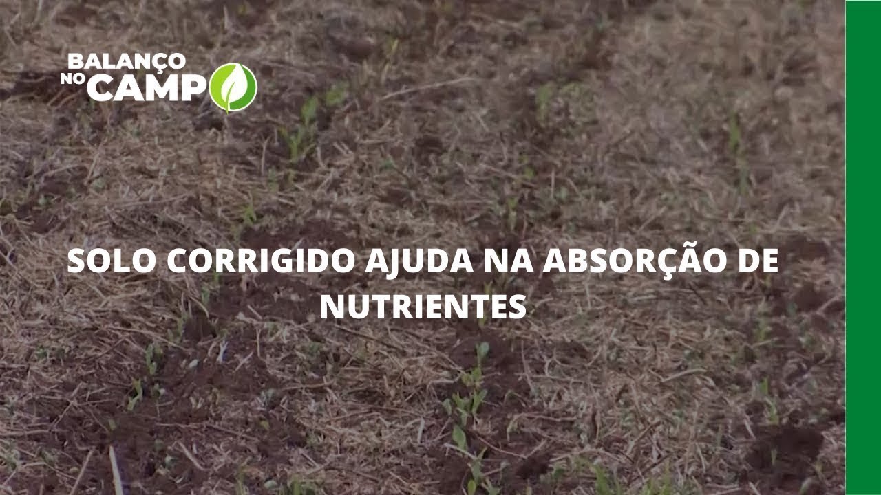 SOLO CORRIGIDO AJUDA NA ABSORÇÃO DE NUTRIENTES