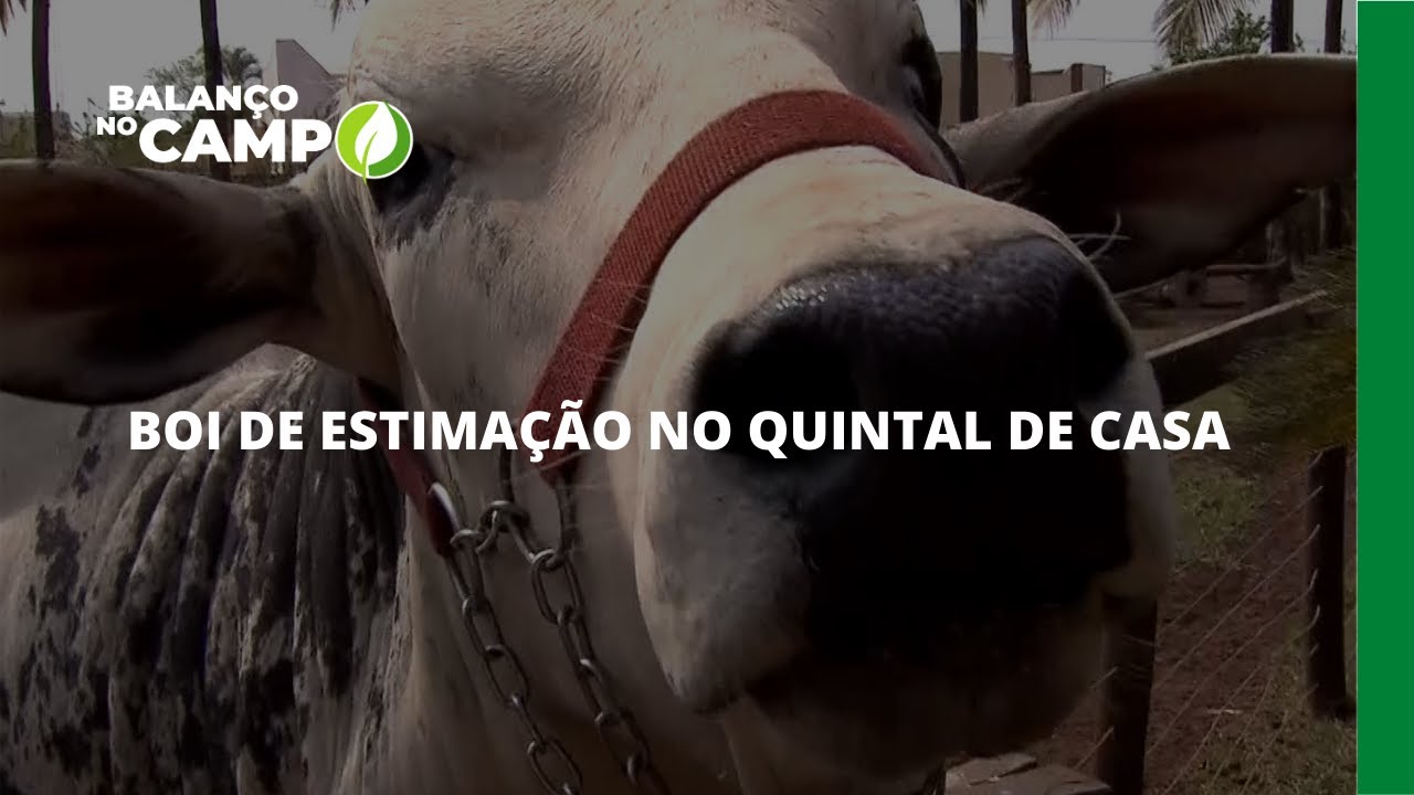 BOI DE ESTIMAÇÃO NO QUINTAL DE CASA