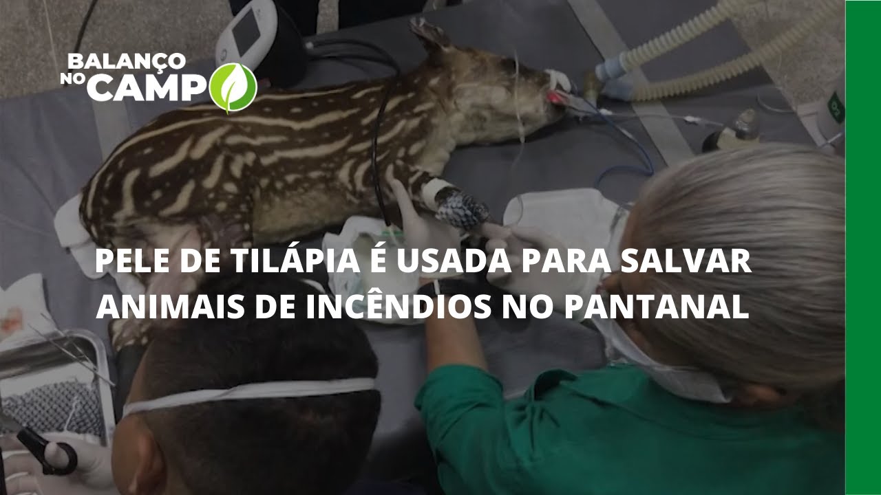 PELE DE TILÁPIA É USADA PARA SALVAR ANIMAIS DE INCÊNDIOS NO PANTANAL